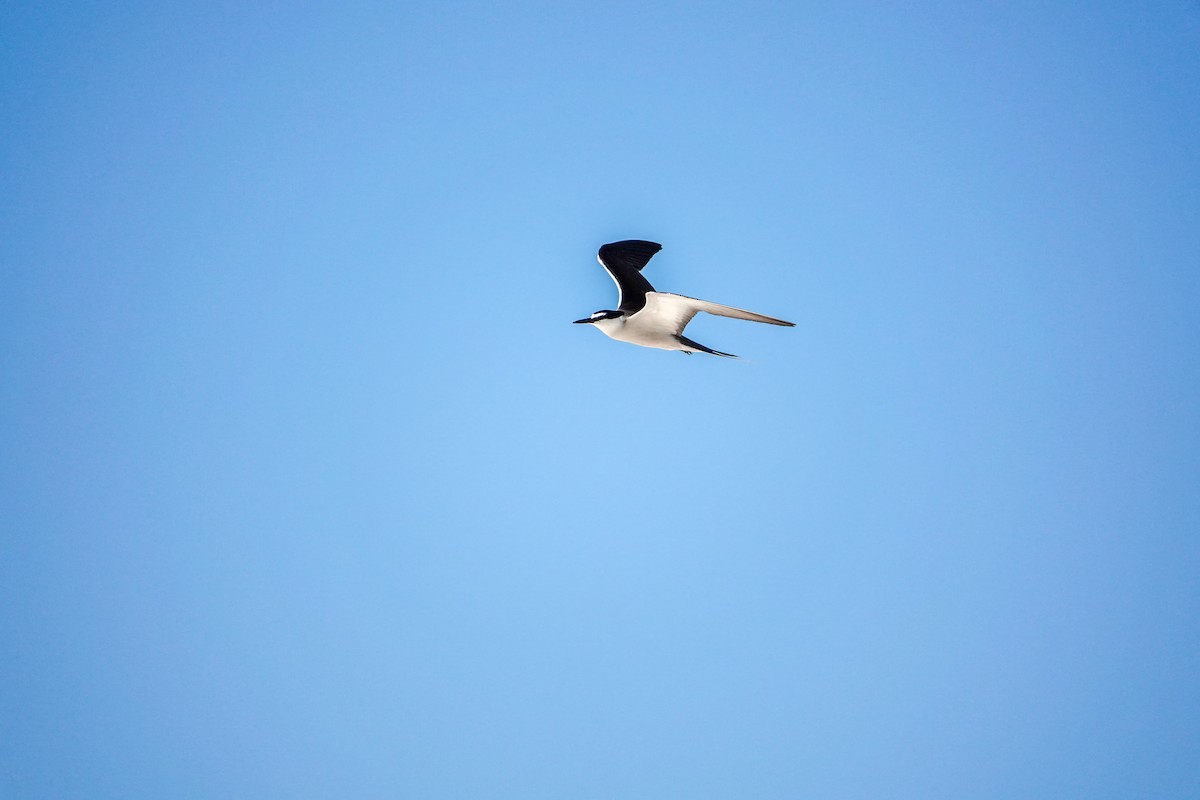 Bridled Tern - ML623232031