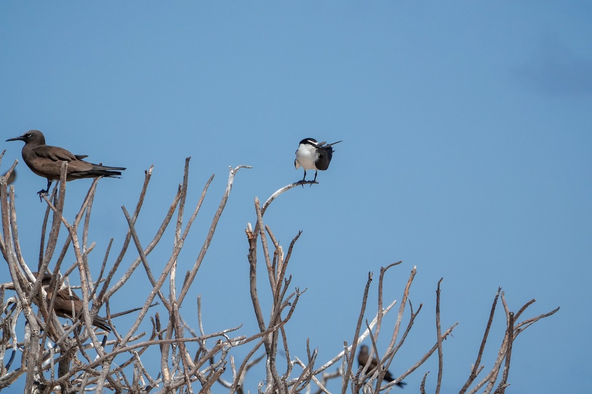 Bridled Tern - ML623232033