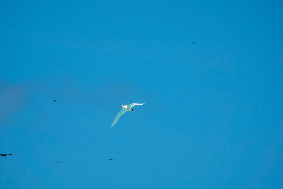 Red-tailed Tropicbird - ML623232034