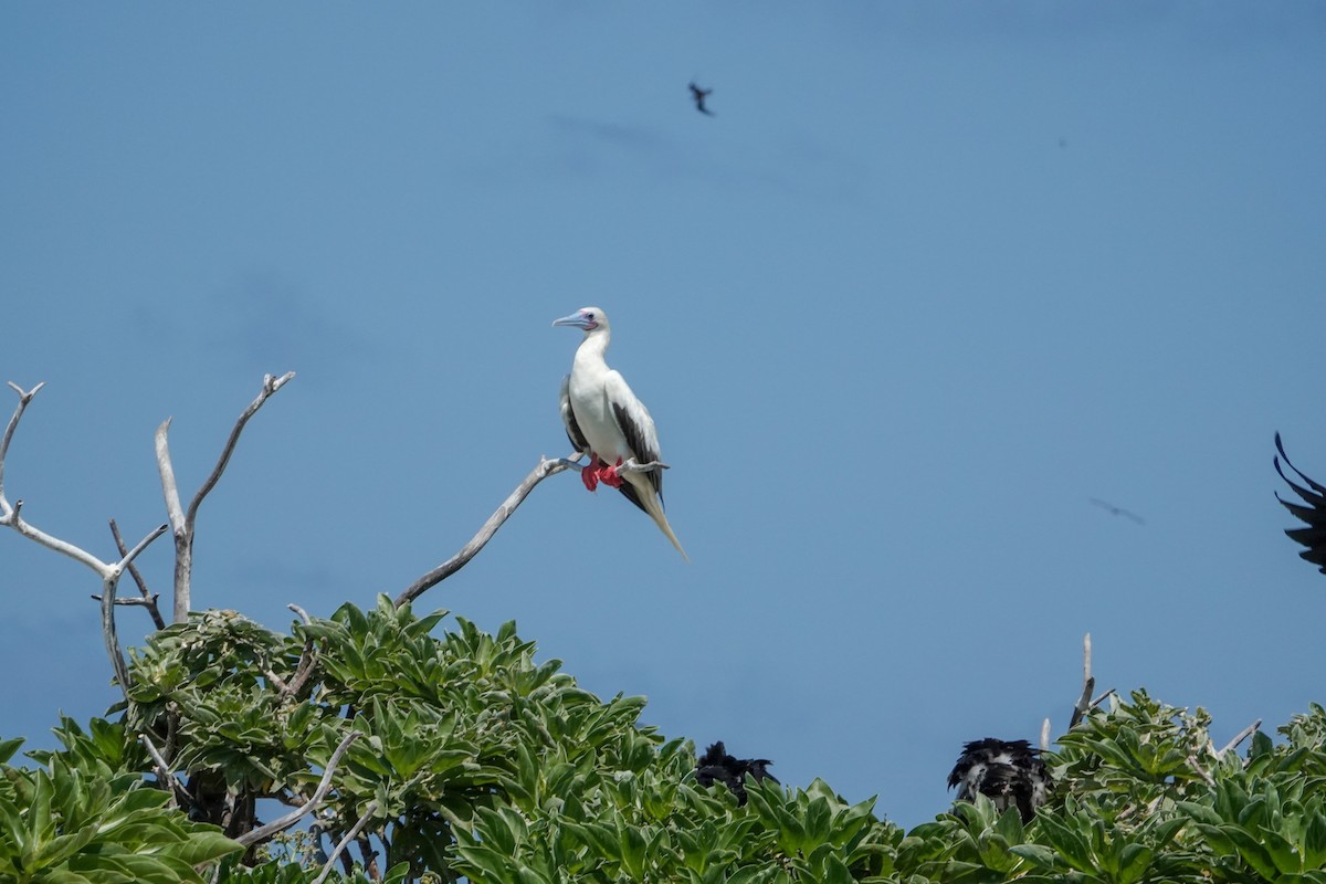 Red-footed Booby - ML623232035