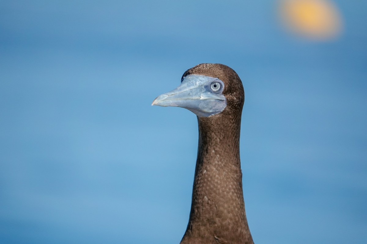 Brown Booby - ML623232043