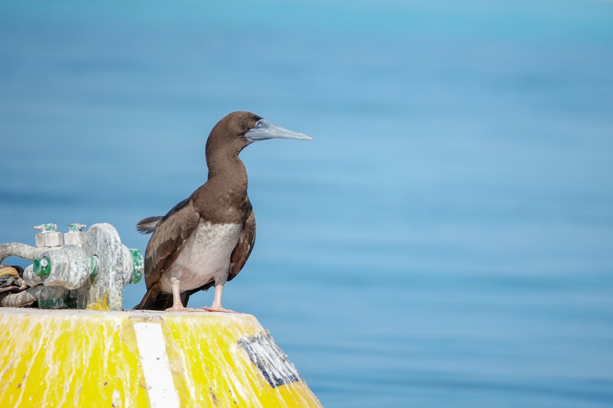 Brown Booby - ML623232044