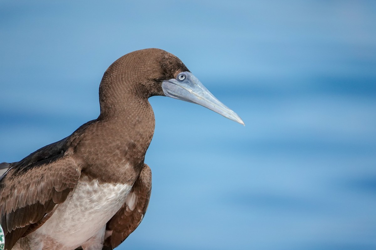 Brown Booby - ML623232045