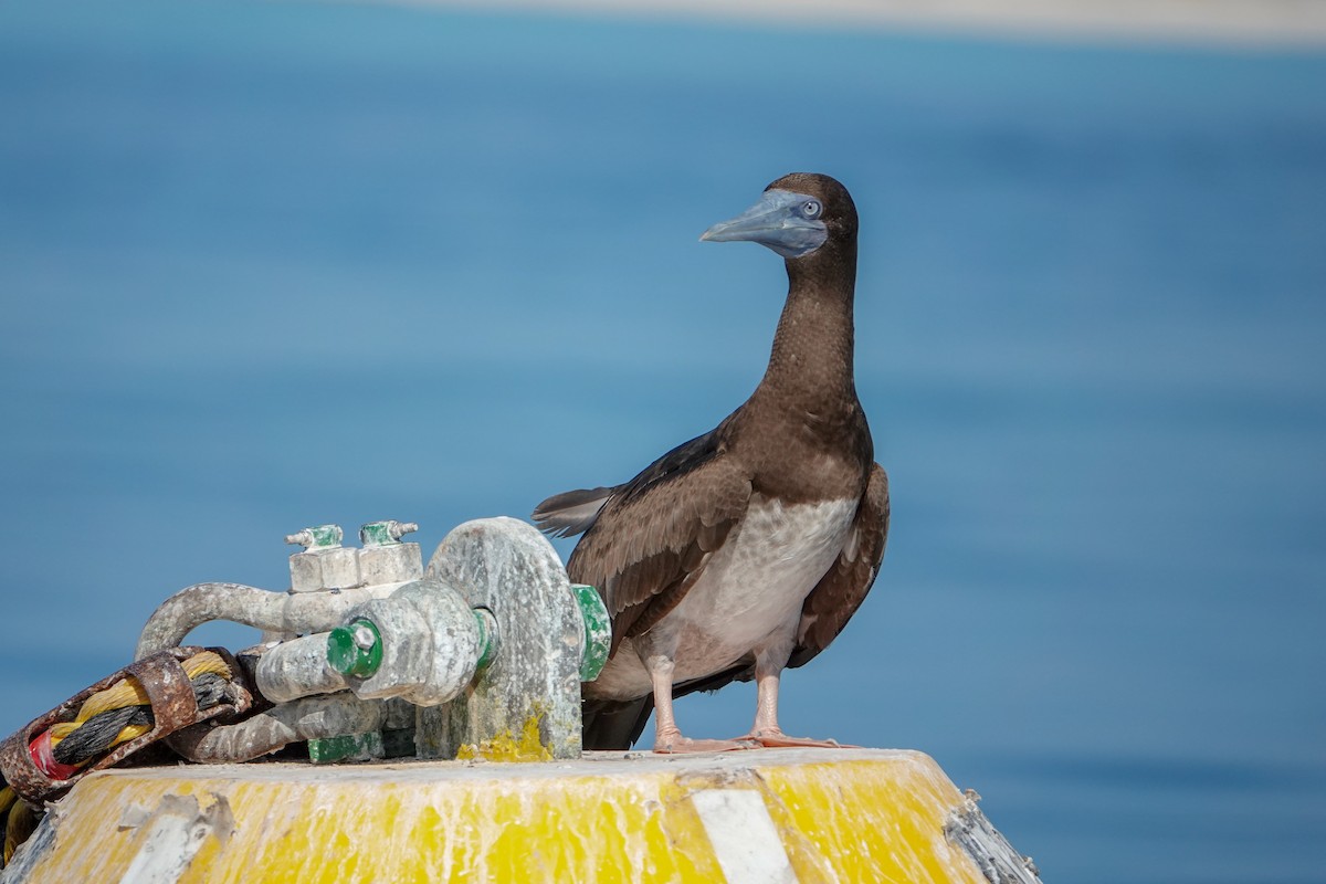 Brown Booby - ML623232046