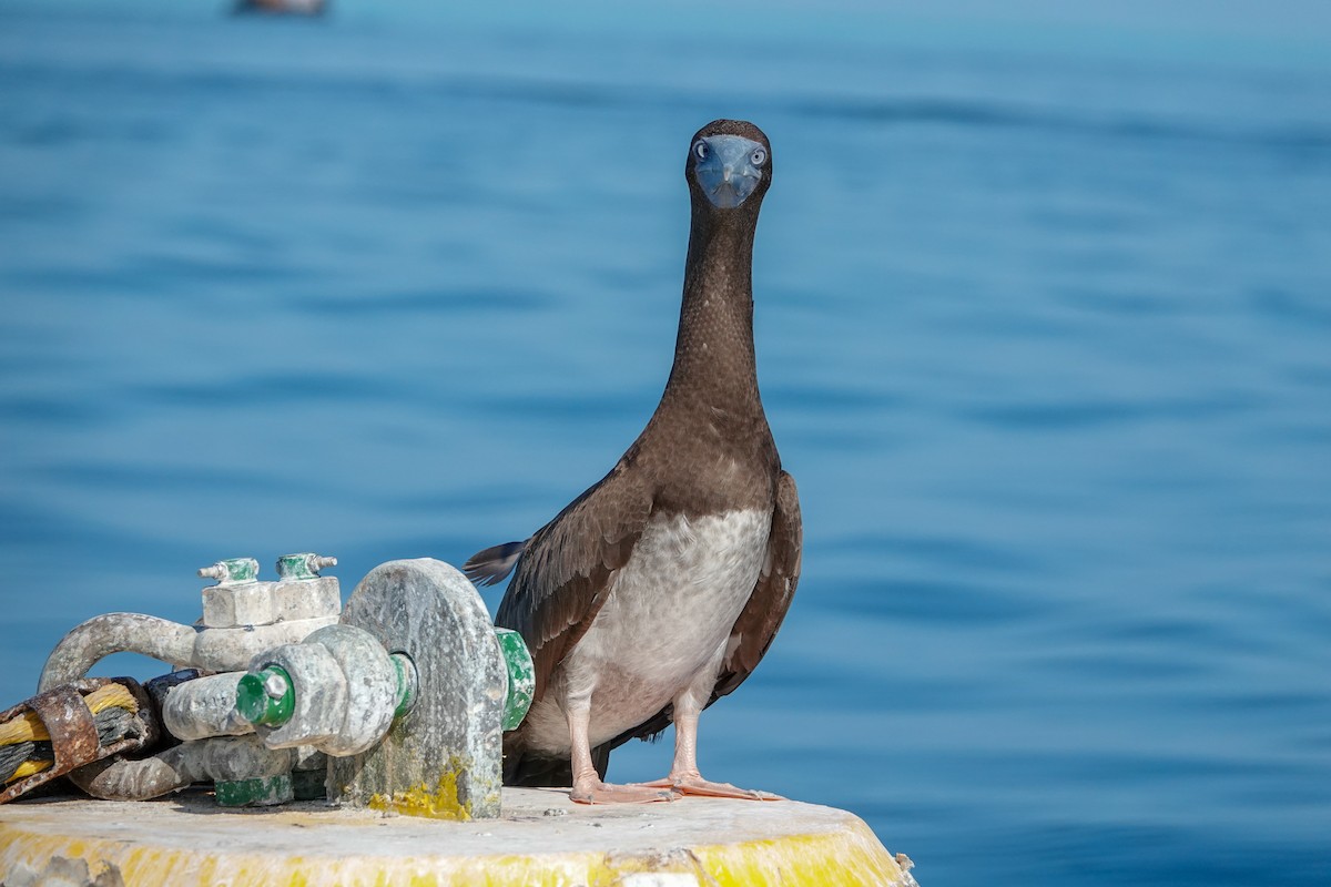 Brown Booby - ML623232047