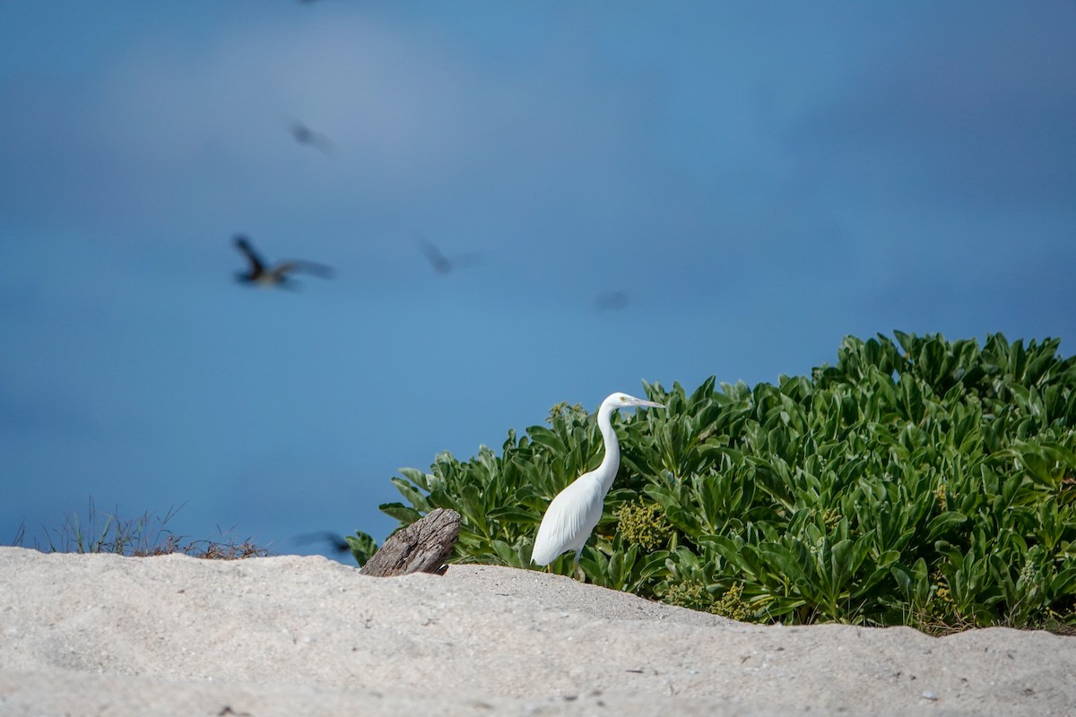 Pacific Reef-Heron - ML623232057