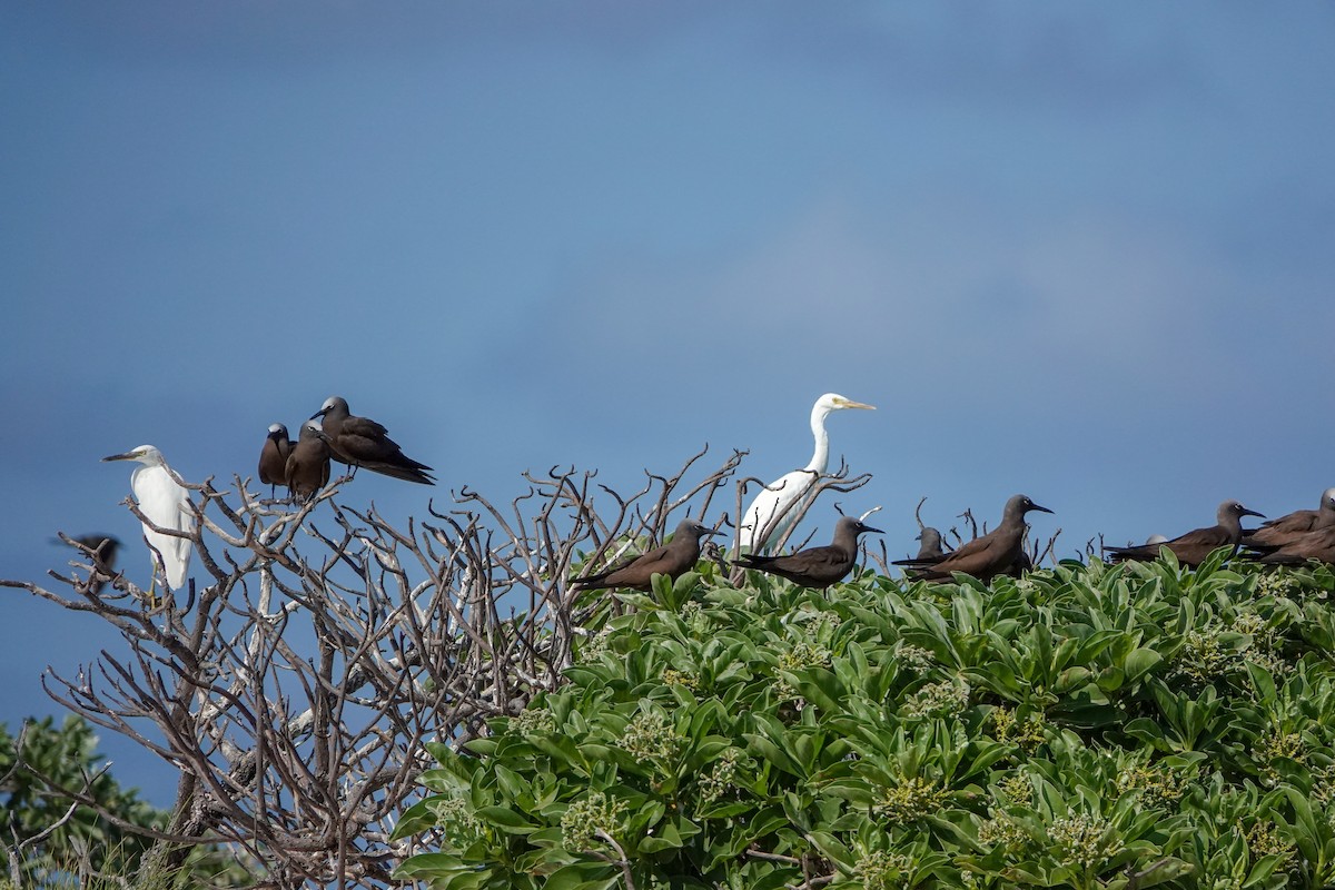 Pacific Reef-Heron - ML623232058