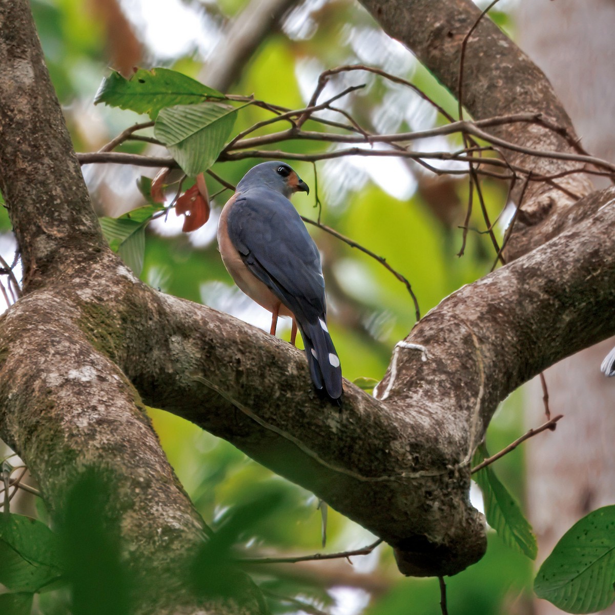 Spot-tailed Goshawk - ML623232068