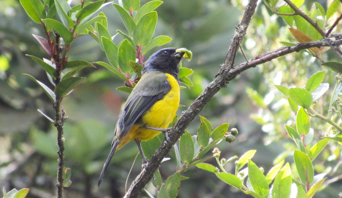 Black-chested Mountain Tanager - ML623232075