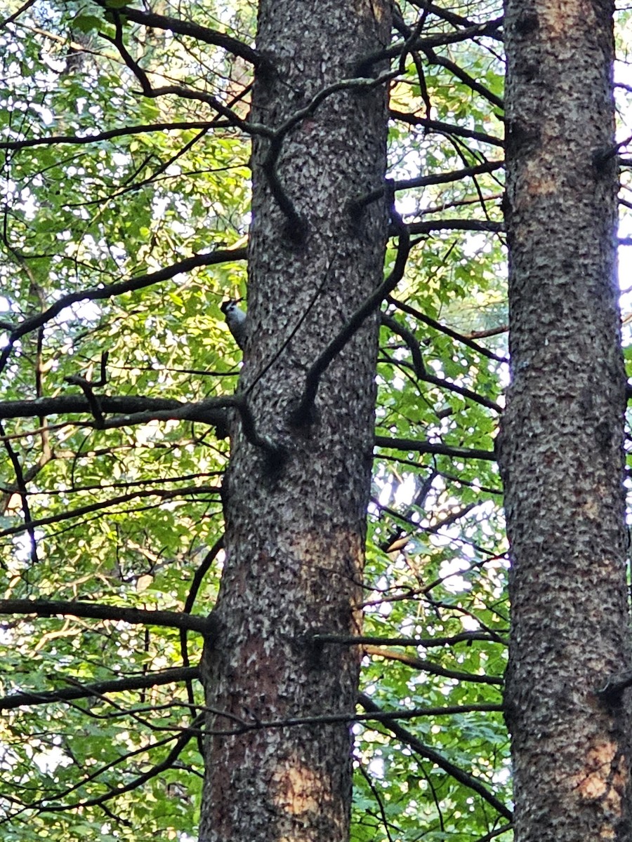 Black-backed Woodpecker - ML623232087