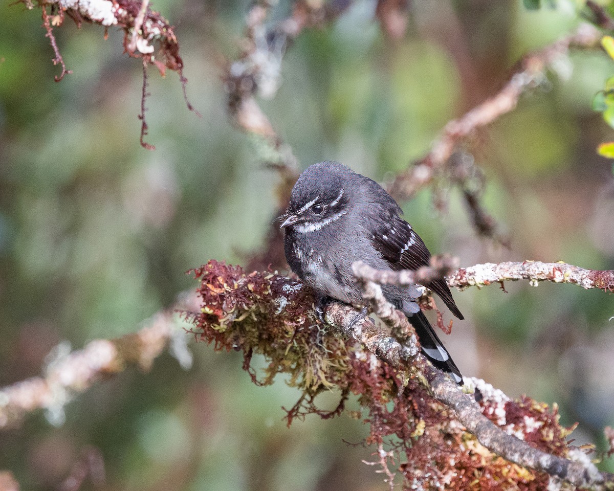 Friendly Fantail - ML623232094