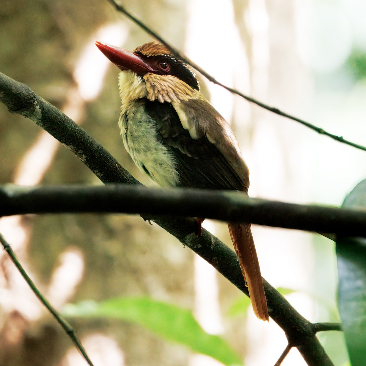 Sulawesi Lilac Kingfisher - ML623232097