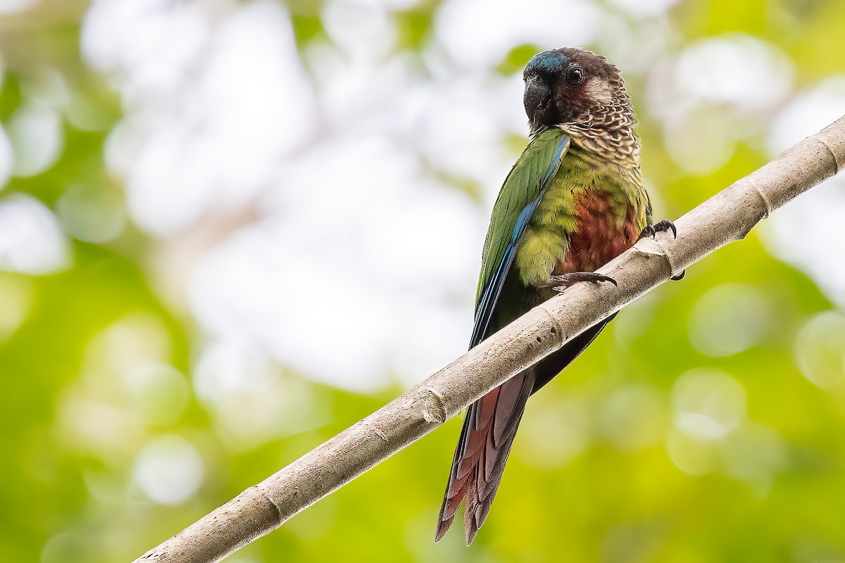 Painted Parakeet - Sergio Porto