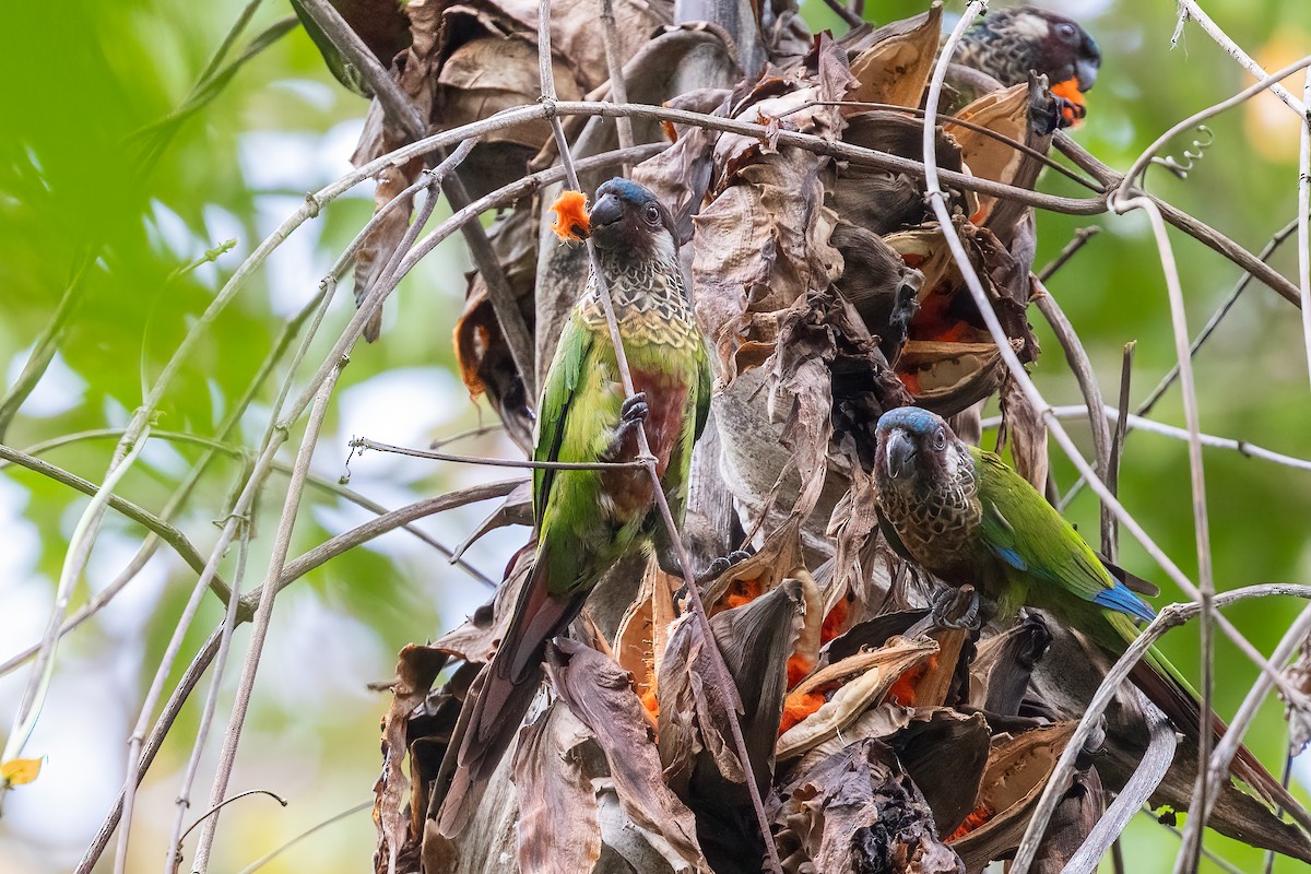 Painted Parakeet - ML623232115