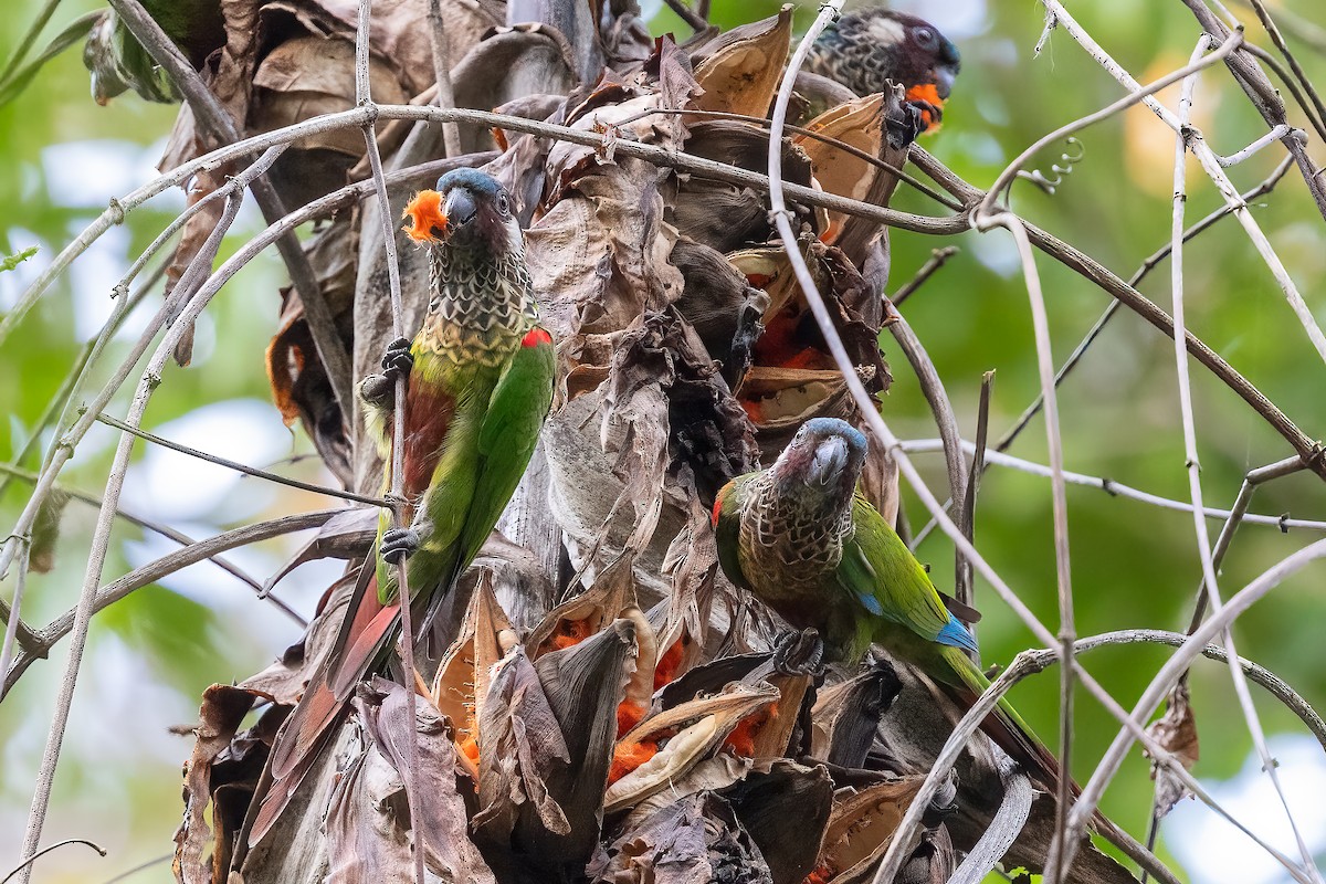 Painted Parakeet - ML623232116