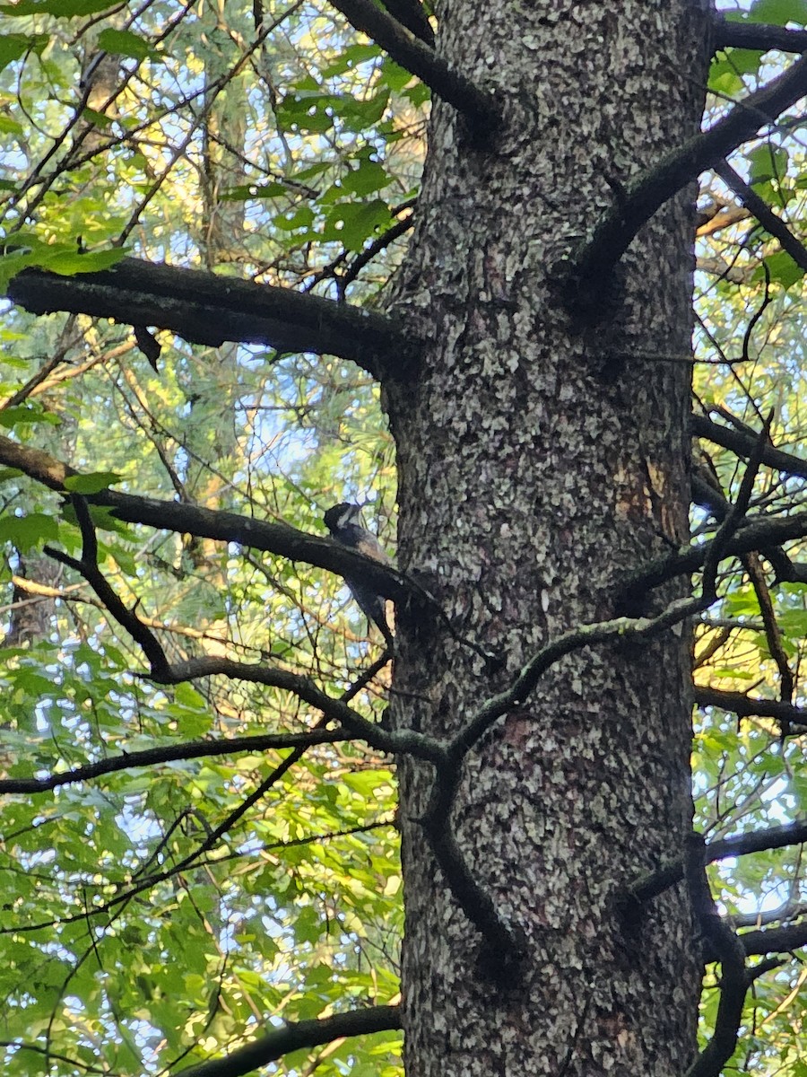 Black-backed Woodpecker - ML623232138