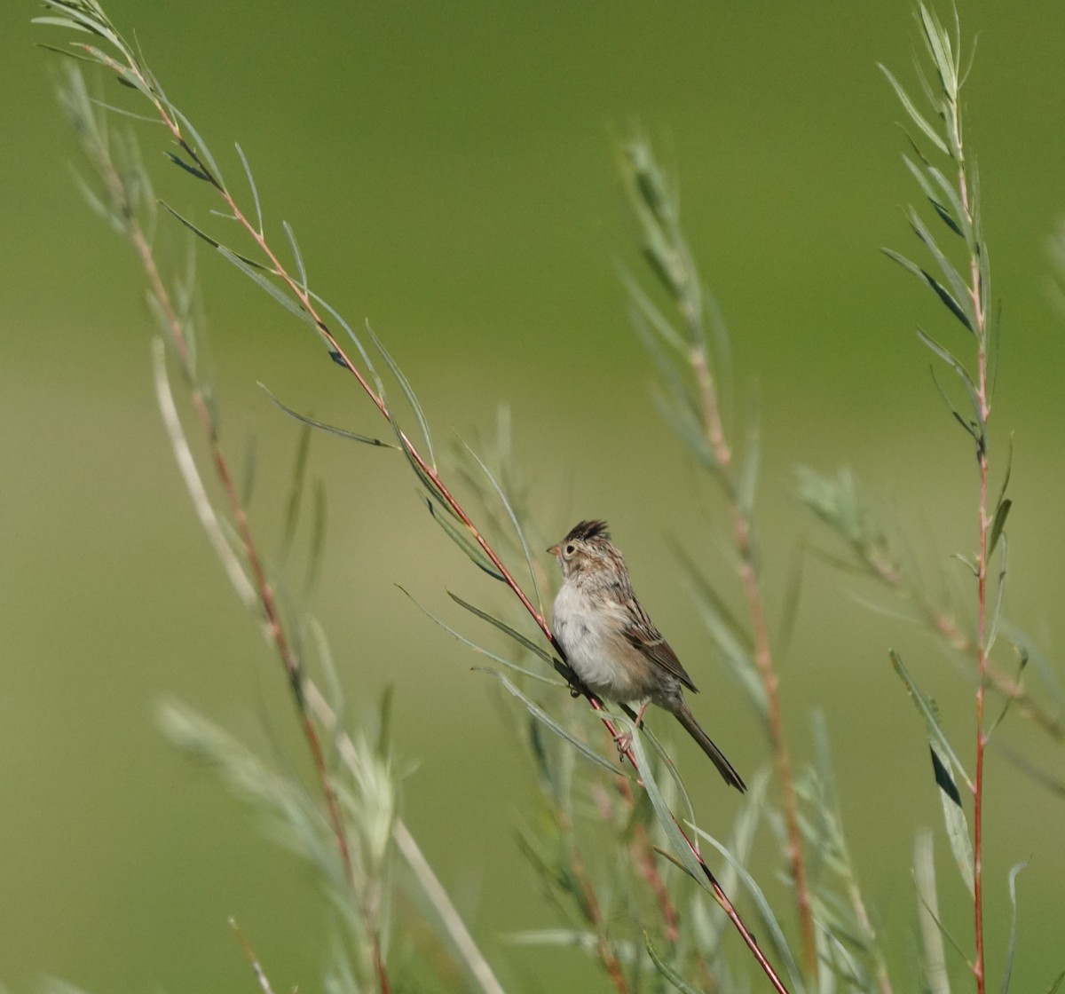 Brewer's Sparrow - ML623232170