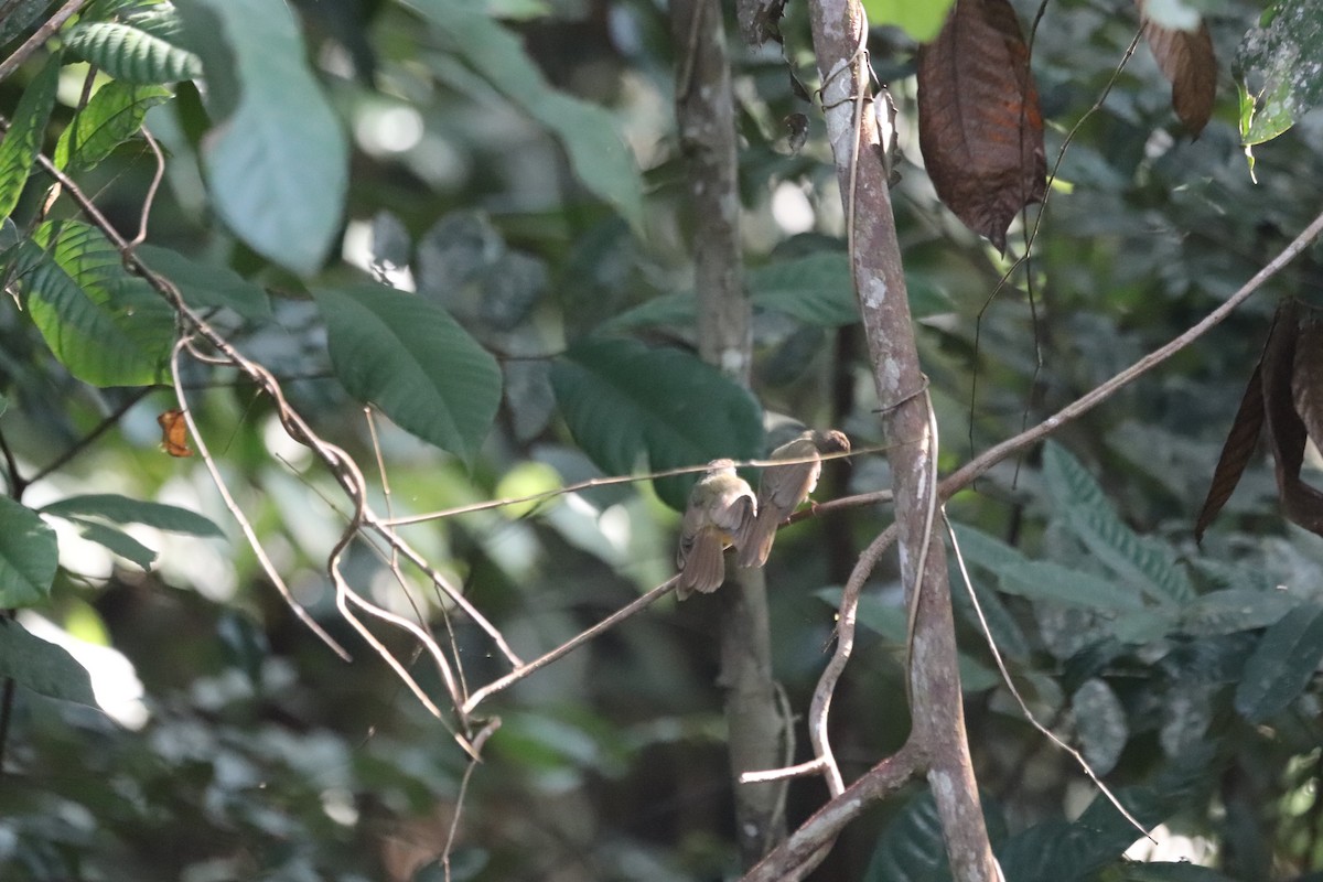 Hairy-backed Bulbul - ML623232181