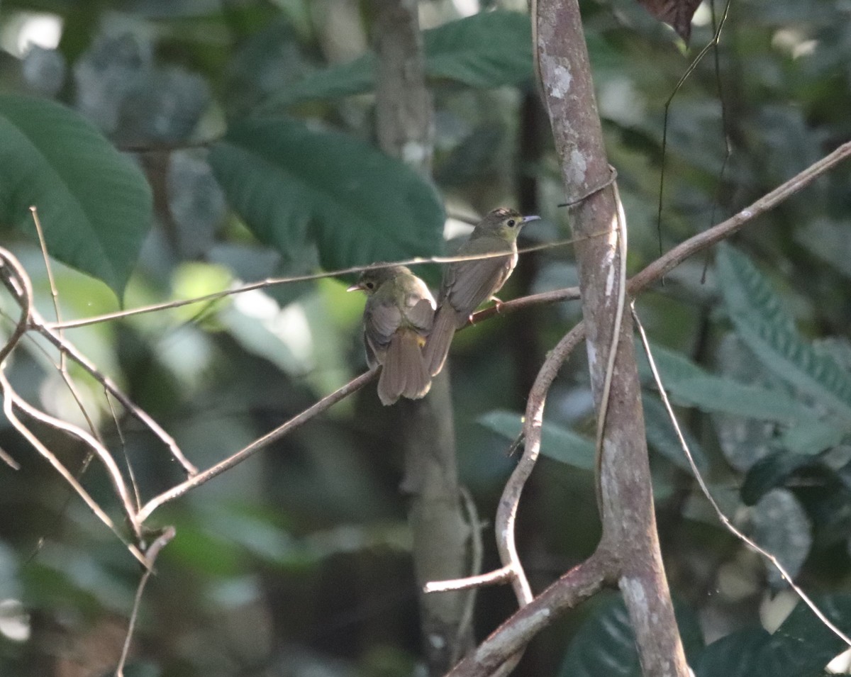 Hairy-backed Bulbul - ML623232197