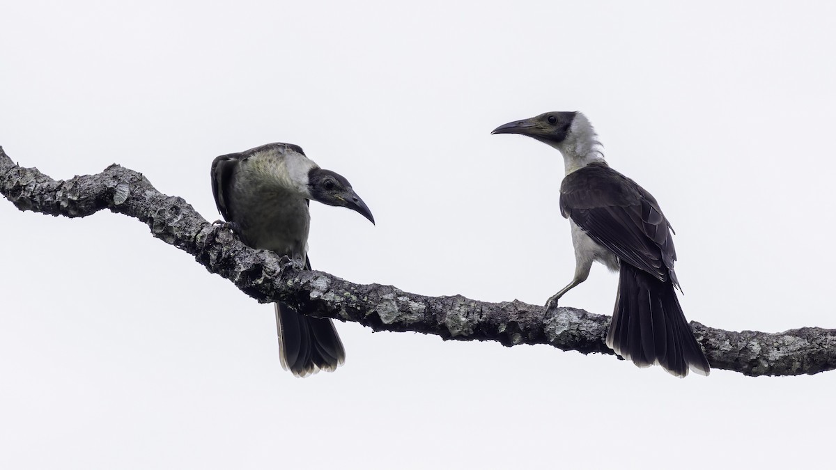 White-naped Friarbird - ML623232263