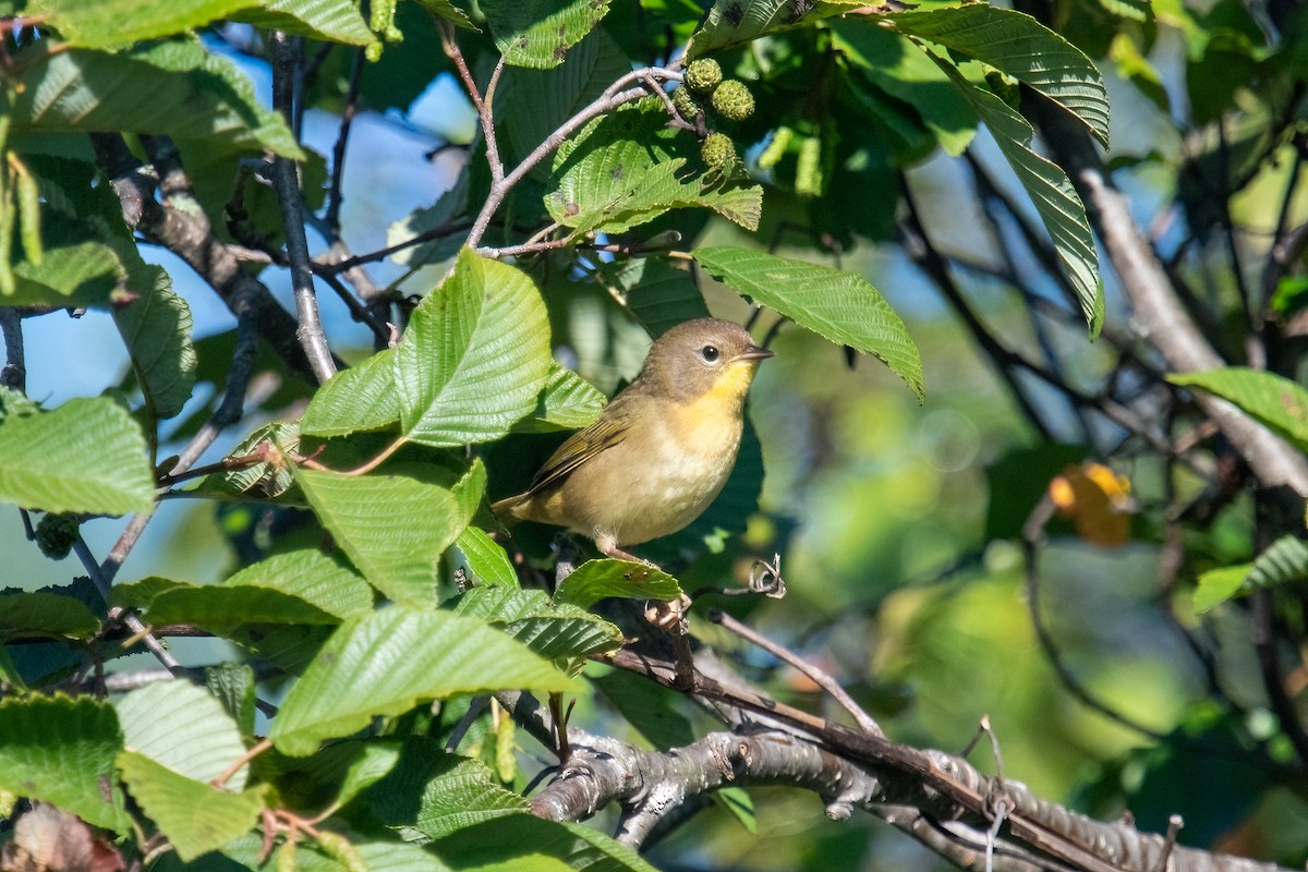 Common Yellowthroat - ML623232275