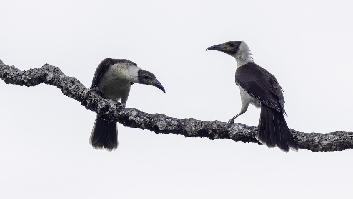 White-naped Friarbird - ML623232279