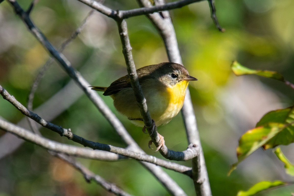 Common Yellowthroat - ML623232280