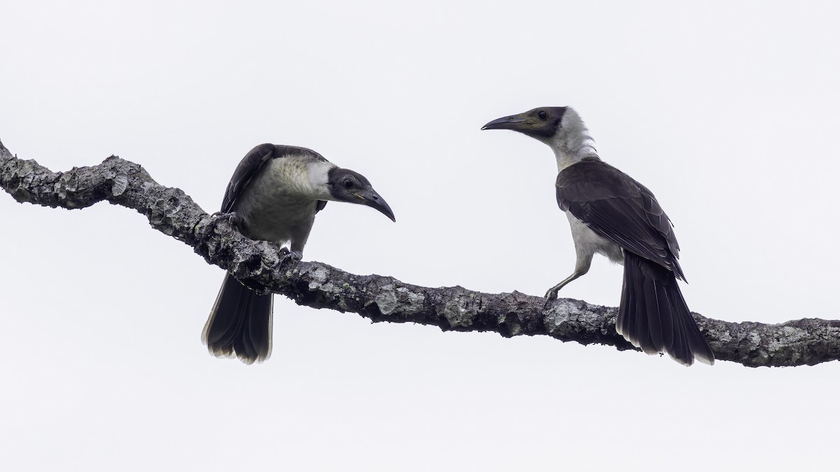 White-naped Friarbird - ML623232284