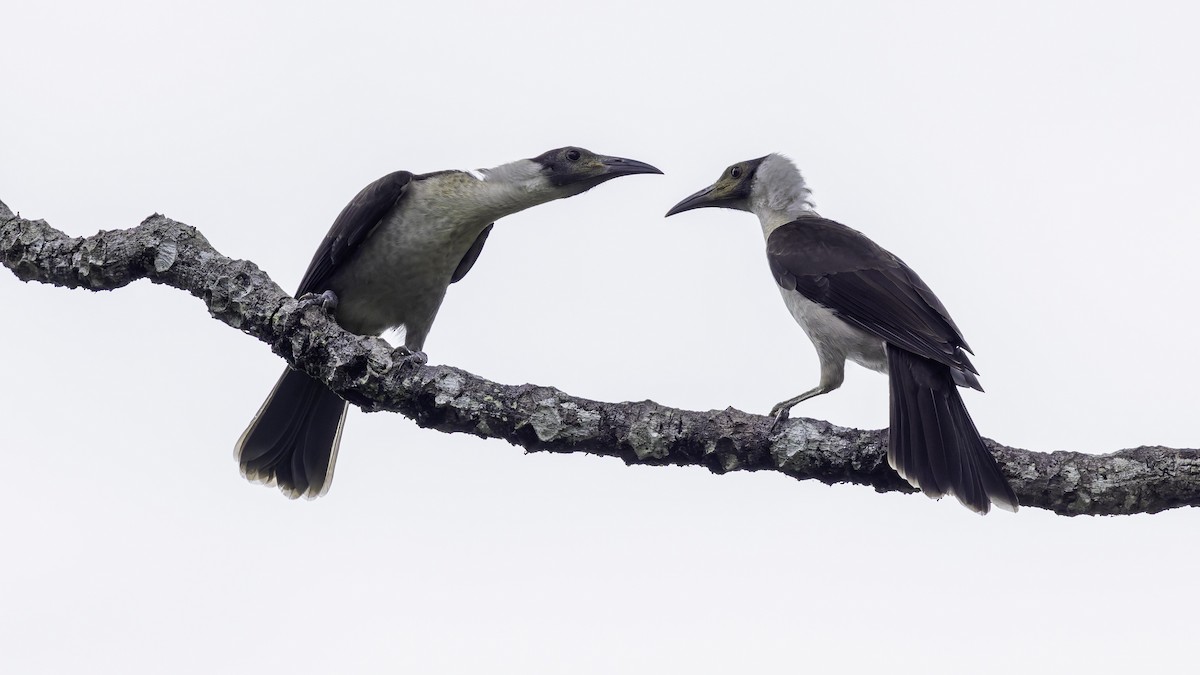 White-naped Friarbird - ML623232288
