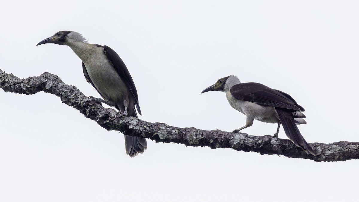White-naped Friarbird - ML623232292
