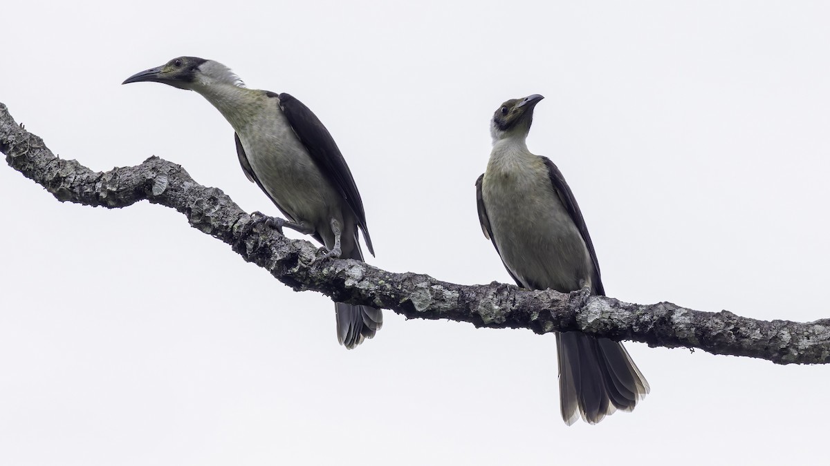 White-naped Friarbird - ML623232297
