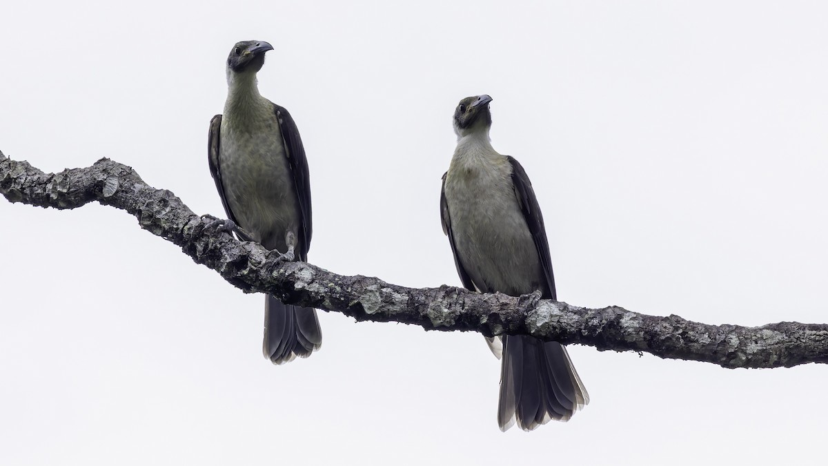 White-naped Friarbird - ML623232305