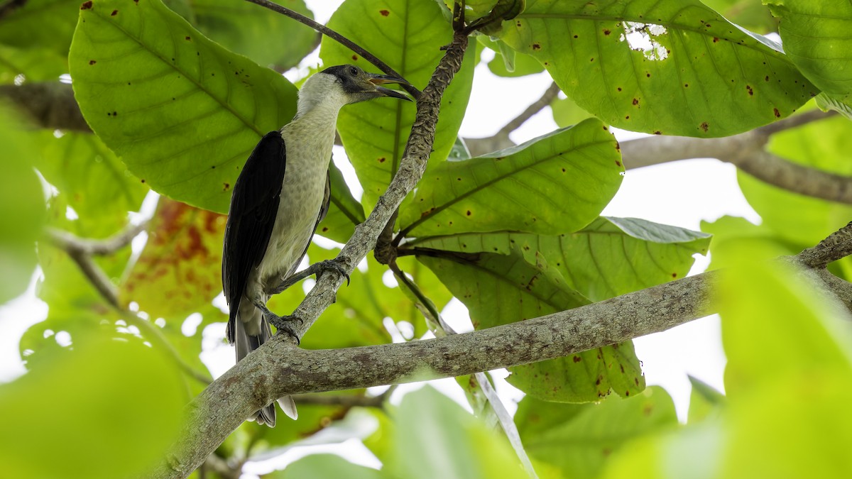 White-naped Friarbird - ML623232311