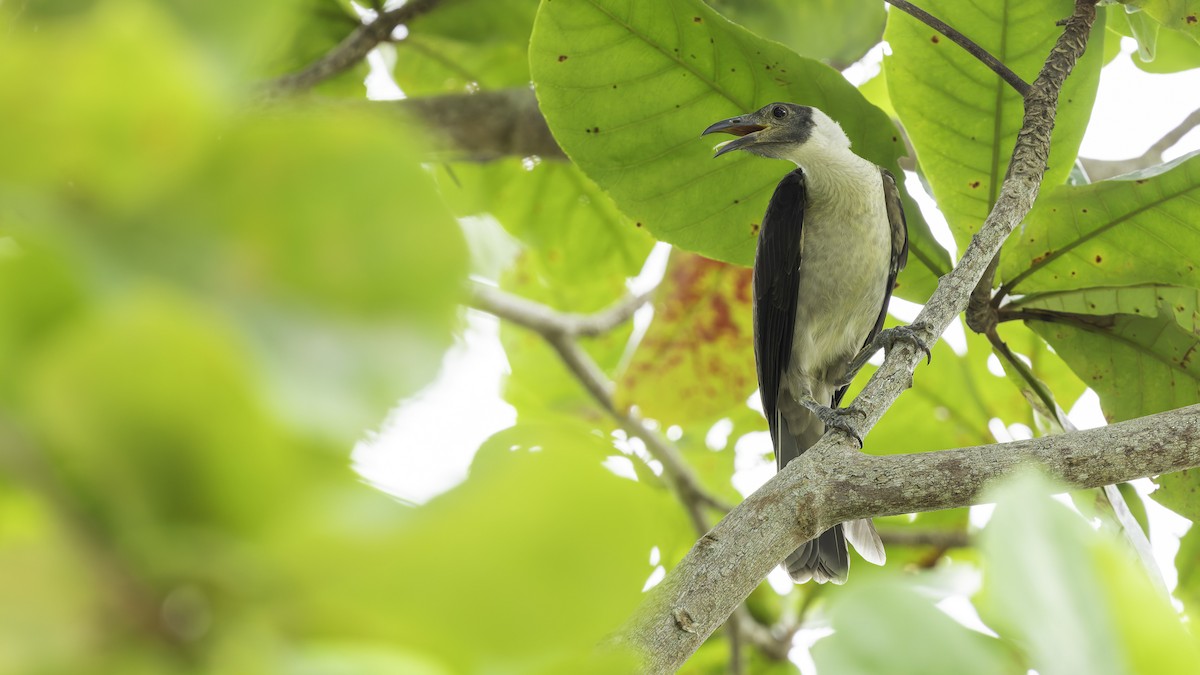 White-naped Friarbird - ML623232318