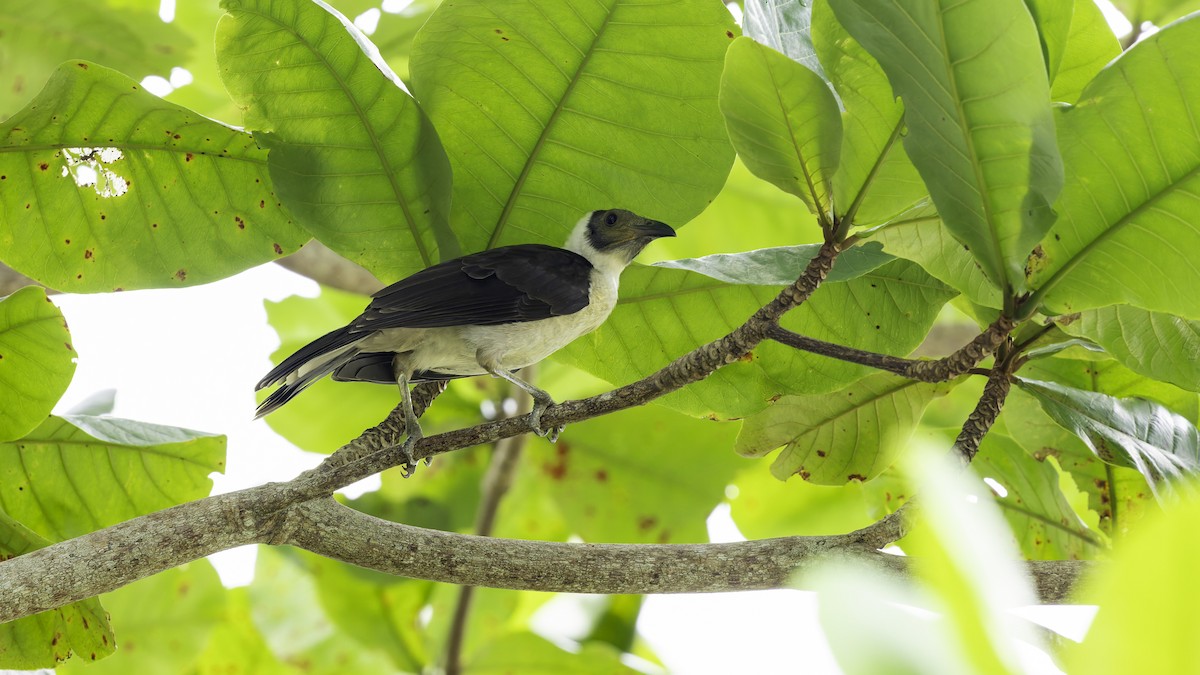 White-naped Friarbird - ML623232328