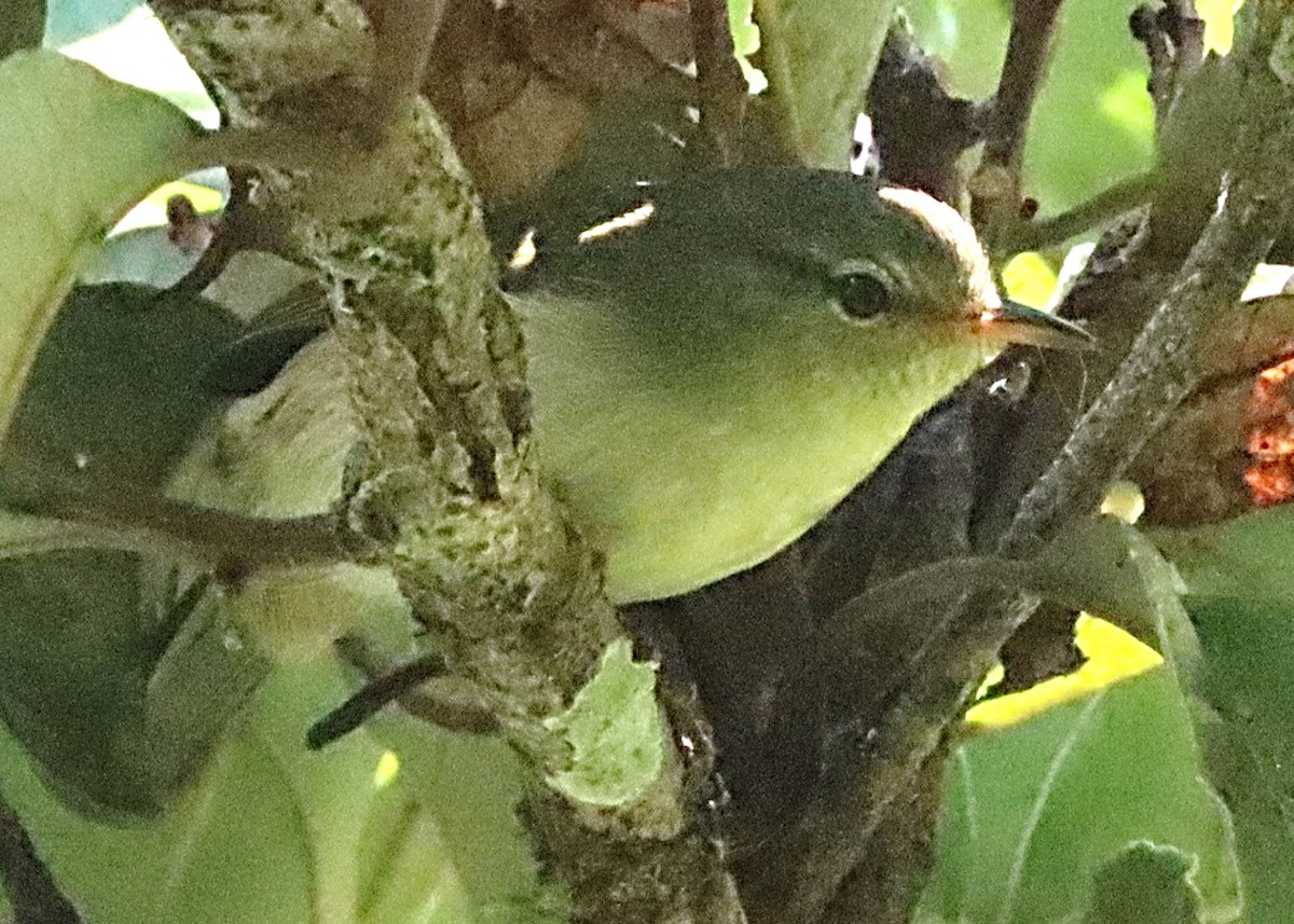 Cryptic Warbler - Michael Mosebo Jensen