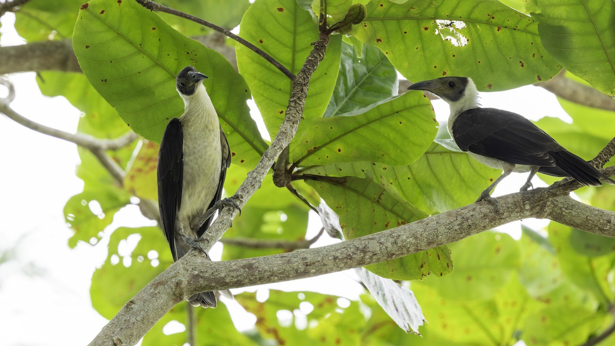 White-naped Friarbird - ML623232337