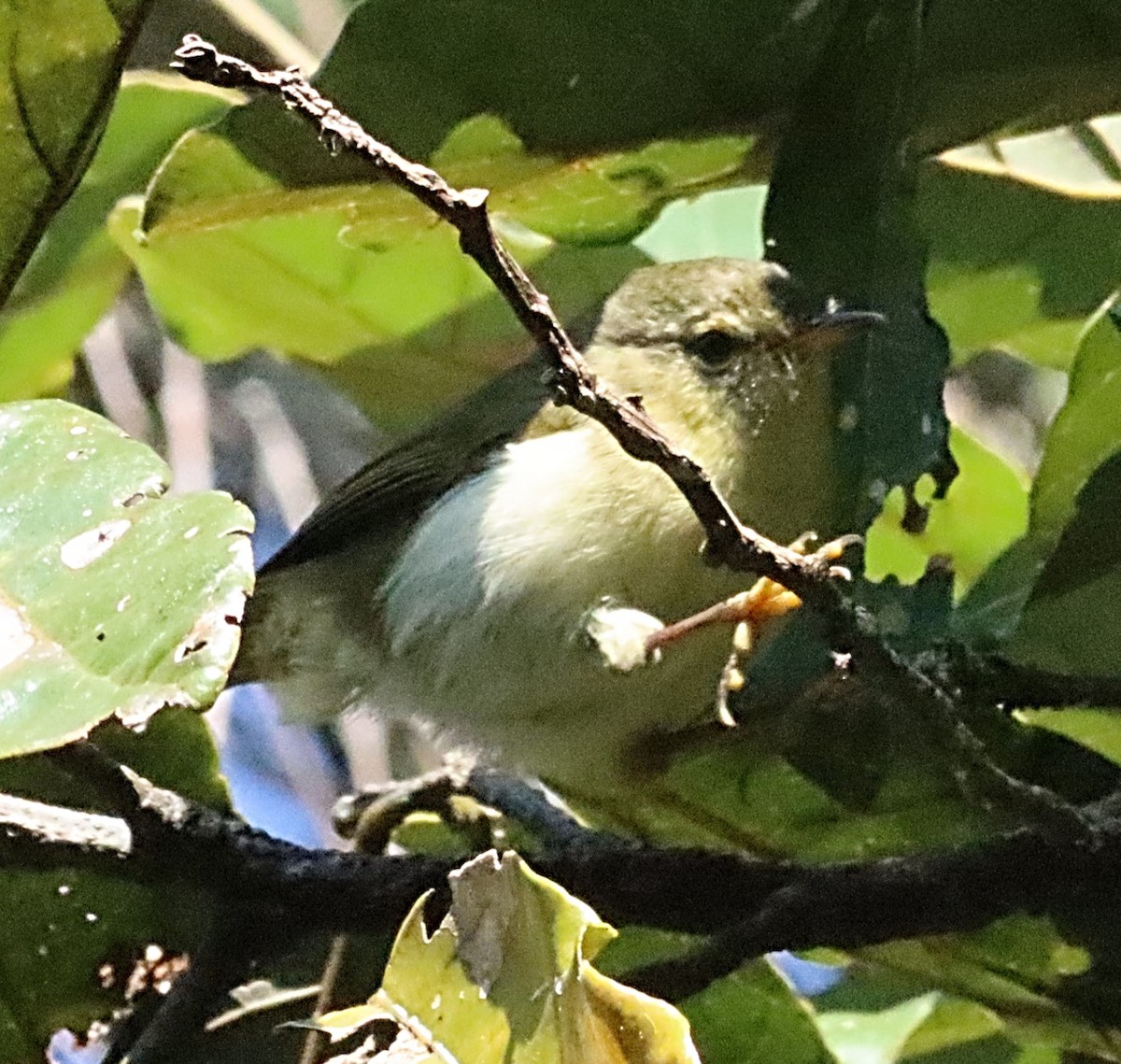 Cryptic Warbler - ML623232338