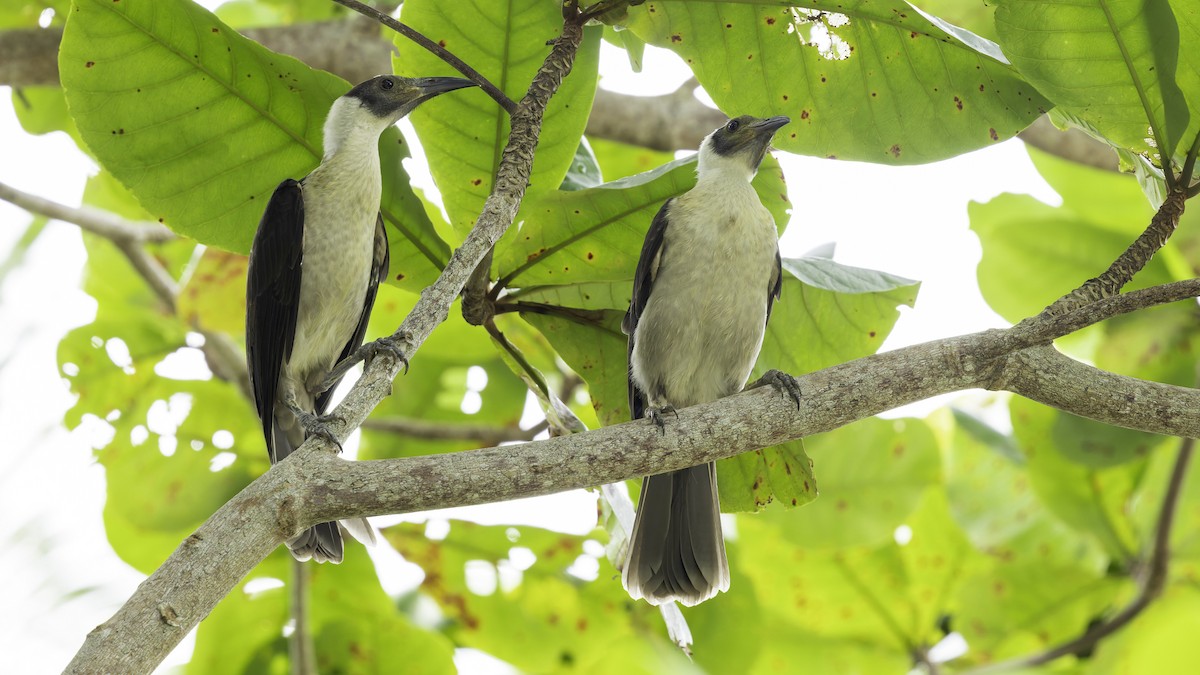 White-naped Friarbird - ML623232342