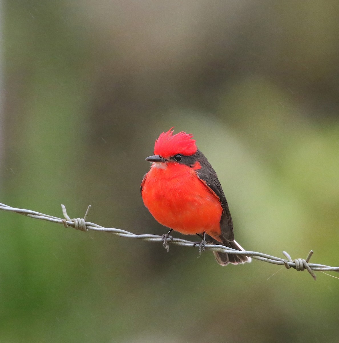 Vermilion Flycatcher (obscurus Group) - ML623232373