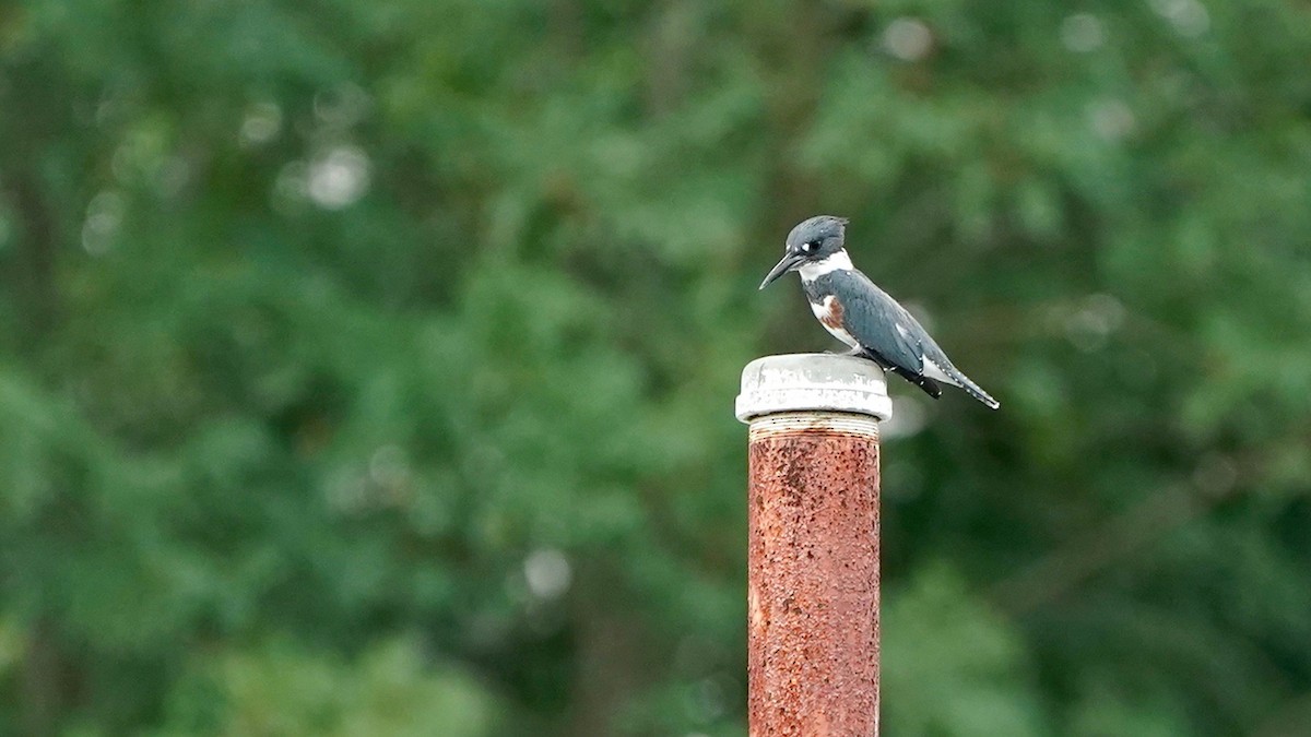 Belted Kingfisher - Indira Thirkannad