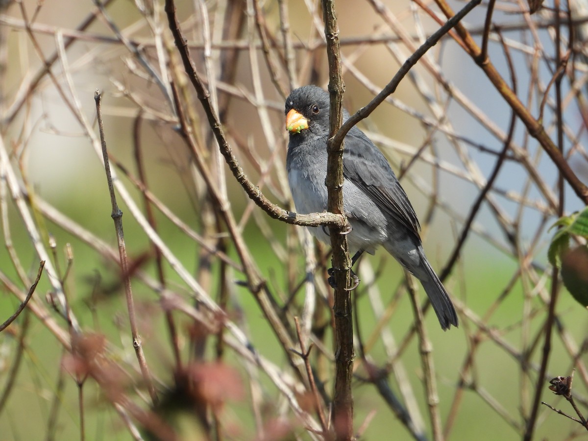 Gray Seedeater - ML623232437