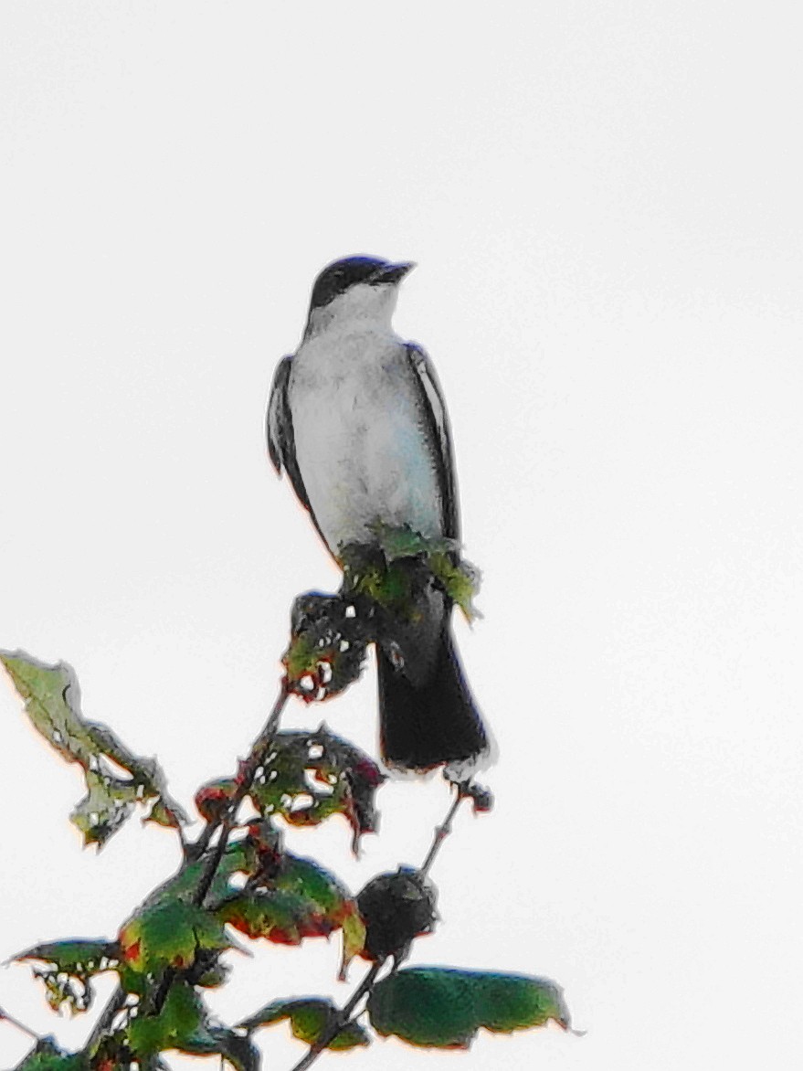 Eastern Kingbird - ML623232464