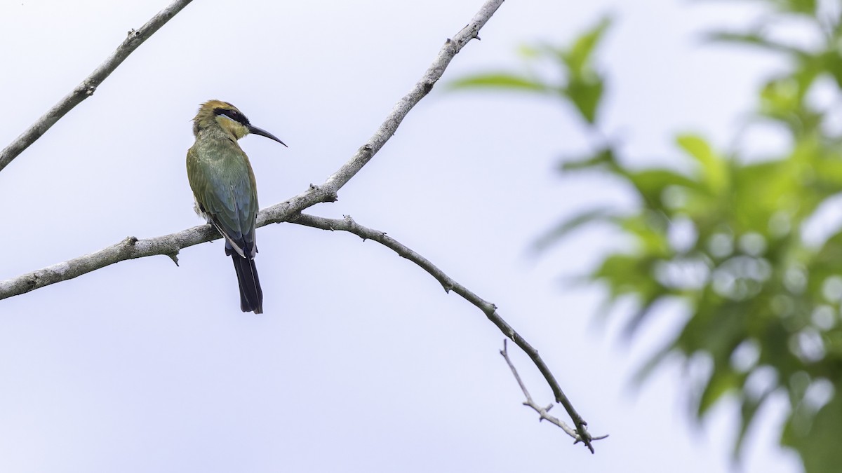 Rainbow Bee-eater - ML623232471