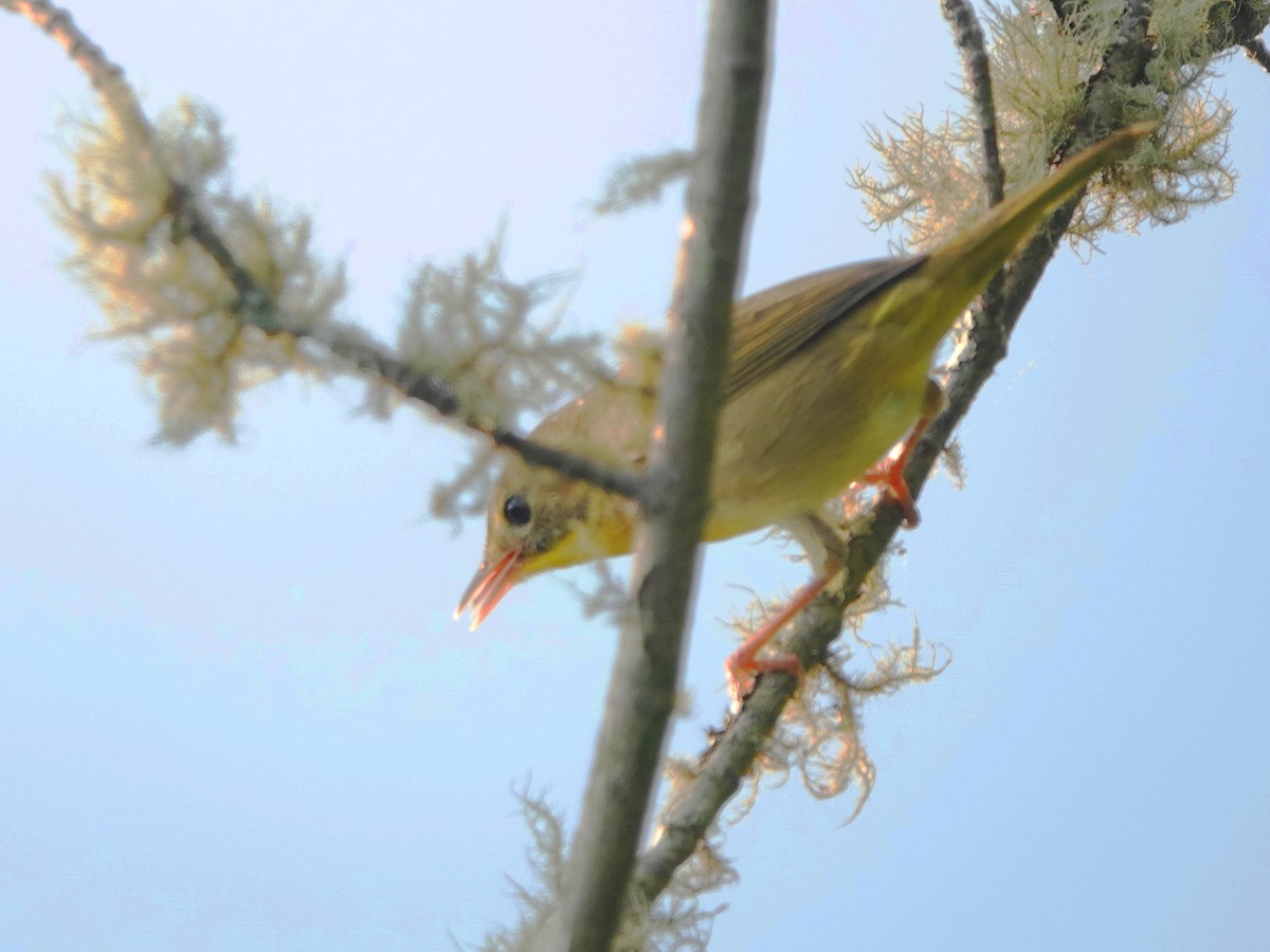 Common Yellowthroat - ML623232478