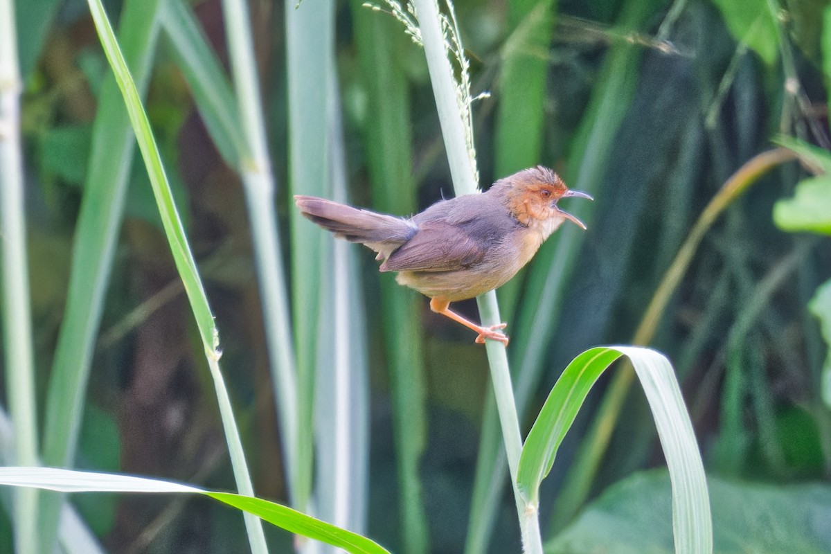 Red-faced Cisticola - ML623232539