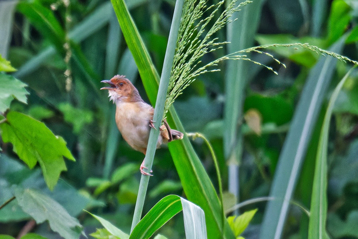 Red-faced Cisticola - ML623232540