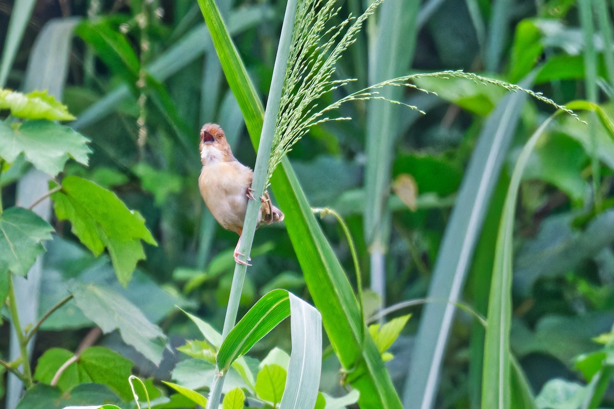 Red-faced Cisticola - ML623232541