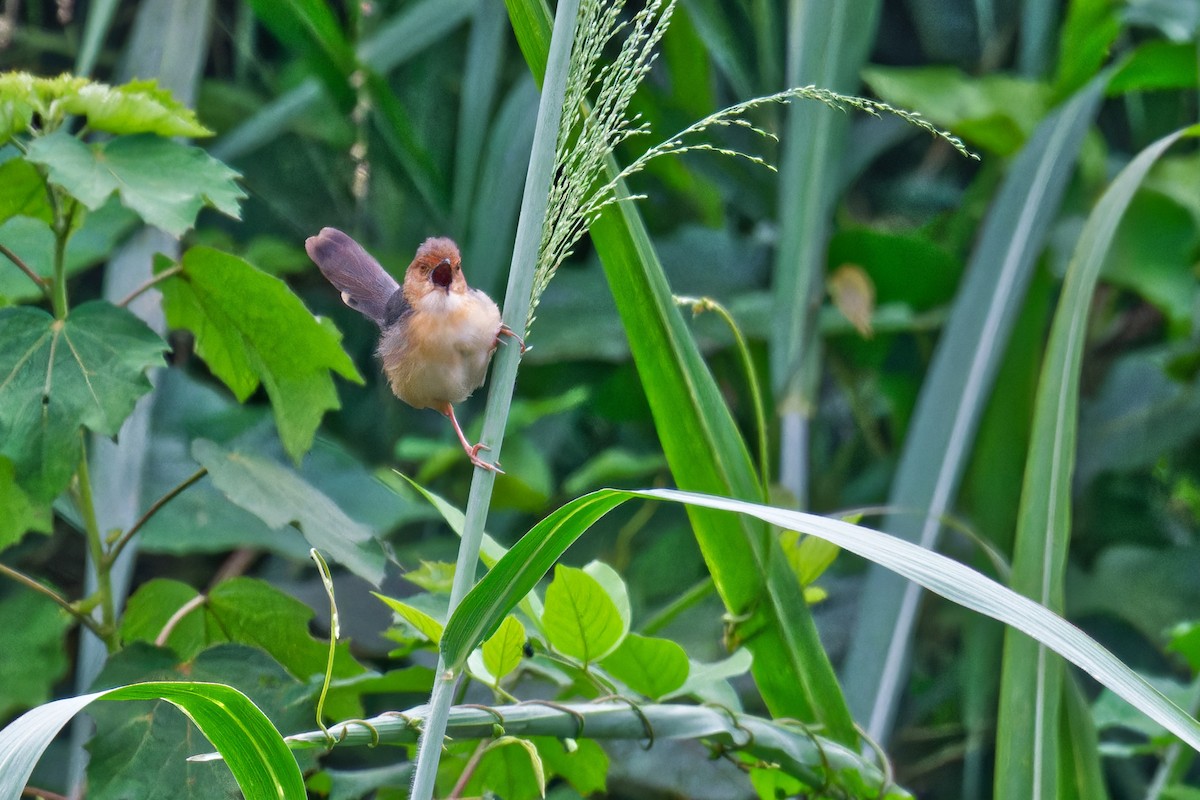 Red-faced Cisticola - ML623232542