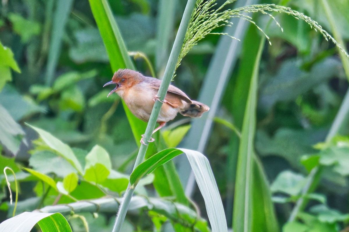 Red-faced Cisticola - ML623232543